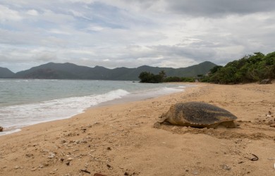 “Cùng giữ màu xanh của biển”:  “Vượt cạn” cùng rùa Côn Đảo