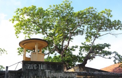 Cây bàng di sản - biểu tượng bất khuất của tinh thần Côn Đảo