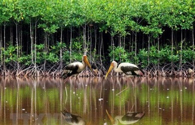 Nâng cao nhận thức về bảo tồn, sử dụng bền vững vùng đất ngập nước