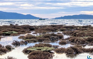 Mùa gió chướng Côn Đảo