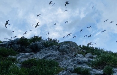 Bà Rịa-Vũng Tàu: Du lịch sinh thái gắn với bảo vệ môi trường