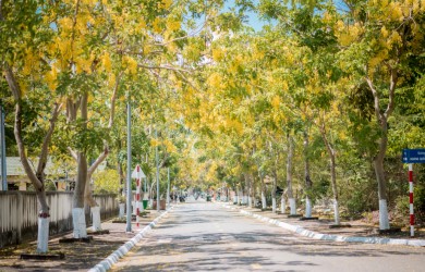 Đường hoa hoàng hậu - Con đường tràn ngập sắc vàng tại Côn Đảo