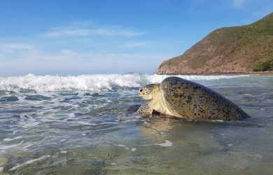 Cận cảnh rùa biển ở Vườn quốc gia Côn Đảo vào mùa sinh sản