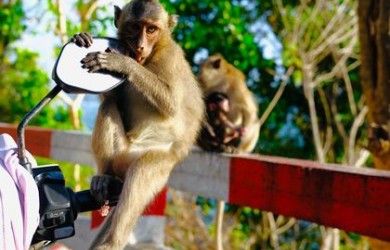 Khuyến cáo du khách không cho khỉ ăn tại Côn Đảo