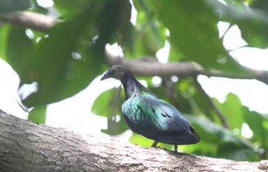 Ngắm động vật quý hiếm ở Vườn quốc gia Côn Đảo