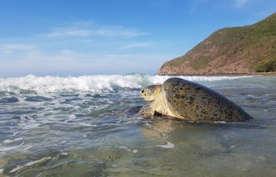 Một loài bò sát "khổng lồ" đang đẻ nhiều Vườn Quốc gia nổi tiếng của Bà Rịa-Vũng Tàu, ghép đôi ngay mép nước