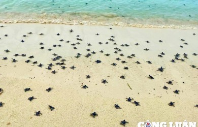 Côn Đảo làm mới dịch vụ trải nghiệm để thu hút khách du lịch