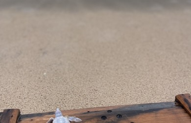 Rùa biển bạch tạng quý hiếm chào đời tại Six Senses Côn Đảo