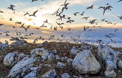 Nỗ lực giữ đa dạng sinh học