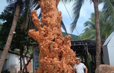 Lạ mắt với ‘cụ bàng’ hàng trăm năm tuổi rụng lá chết khô được ‘hồi sinh’ thành tác phẩm nghệ thuật