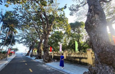 Côn Đảo - 'Thủ phủ' của cây di sản