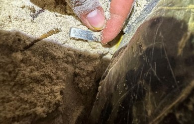 Hành trình ngàn hải lý của "mẹ rùa" Malaysia đến Côn Đảo hạ sinh 108 "bé rùa"