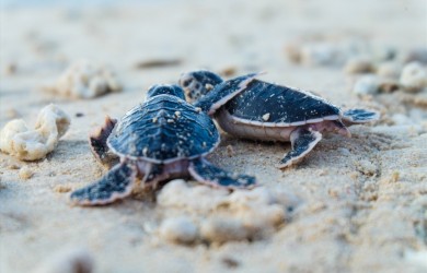 Độc đáo hoạt động sinh sản của rùa biển quý hiếm tại Vườn quốc gia Côn Đảo