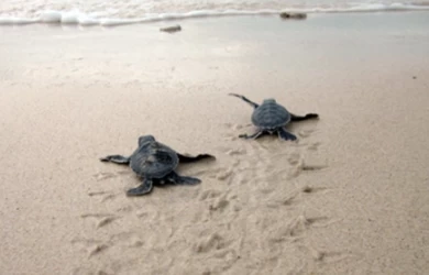 Mùa rùa đẻ trứng ở Côn Đảo