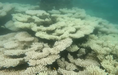 Tạm dừng các hoạt động bơi lội, lặn xem san hô trong hợp phần bảo tồn biển Vườn quốc gia Côn Đảo từ ngày 01/7 - 30/9/2024.