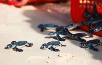 Câu chuyện bảo tồn rùa ở Vườn Quốc gia Côn Đảo