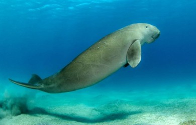 Bò biển dugong bơi sát bờ biển ở Côn Đảo