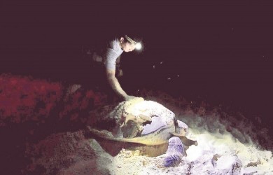 Mùa rùa đẻ trứng ở Côn Đảo