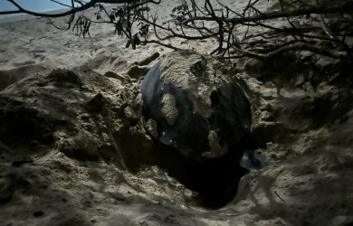 Rùa xanh đến Côn Đảo đẻ trứng lần 2... là loài nguy cấp